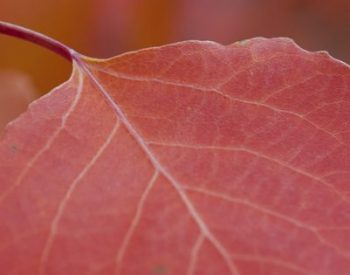 red_aspen_leaf_1680