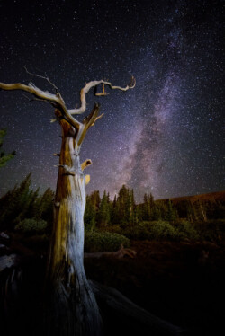 This ancient tree fit perfectly with the Milky Way. A chance light paint by a distant car completed the look.