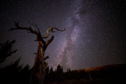 Ancient trees strech against the Milky Way in this image taken at the Mt. Goliath Natural Area near Mt. Evans.