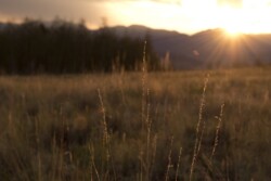 The fading light of the Sun illuminates the grass in this high mountain meadow near Fairplay
