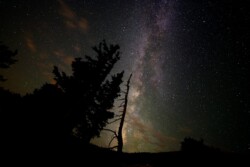 The skeleton of a pine tree in silhouette stretches into the sky with the Milky Way in the background.